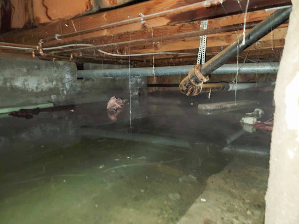 Best Basement water damage restoration  in Odessa, MO