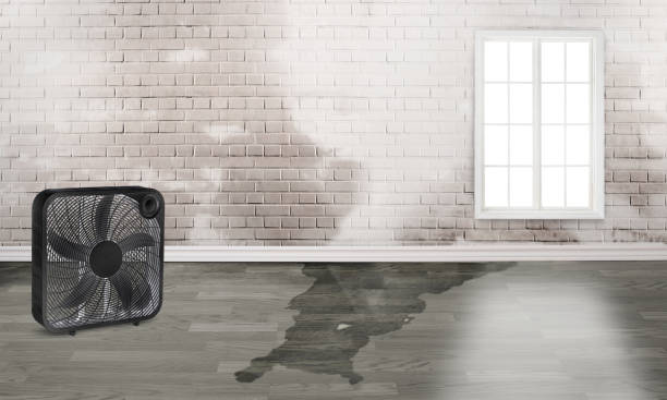 Best Flood restoration services  in Odessa, MO